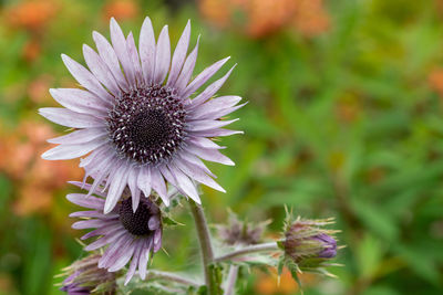 Close-up of purple flowering plant