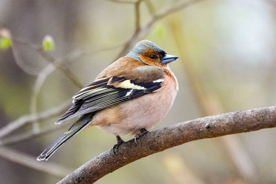 Close-up of bird perching on branch