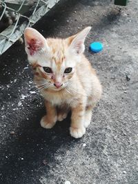 High angle portrait of cat on street in city