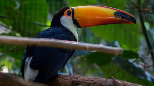 Close-up of bird