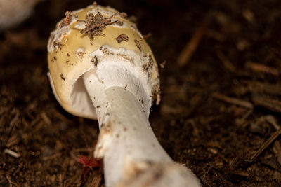 mushroom