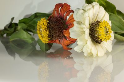 Flowers on glass table 