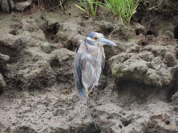 High angle view of gray heron perching on rock