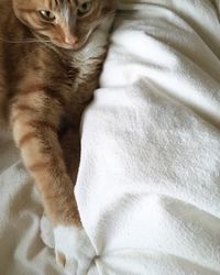 Cat relaxing on bed