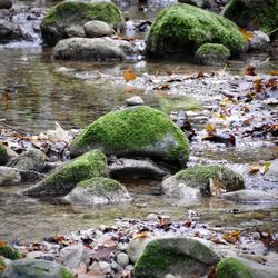 Rocks in stream