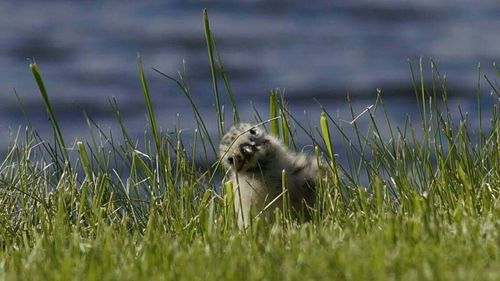 Rabbit on grassy field