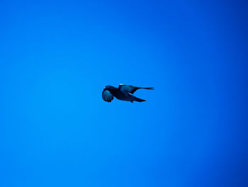 Low angle view of bird flying against clear blue sky