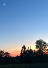 Silhouette trees and plants against sky during sunset