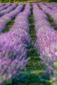 View of lavender growing in field