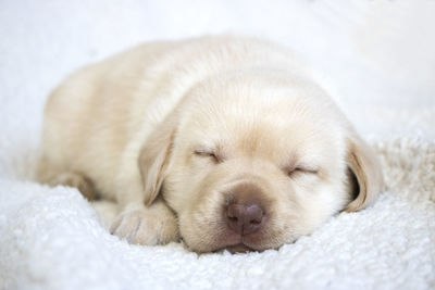 Close-up of puppy sleeping on rug