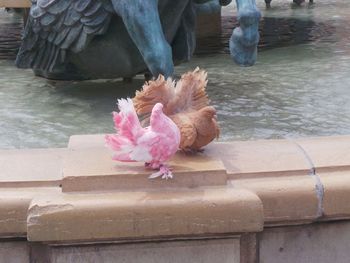 Close-up of rooster perching on water