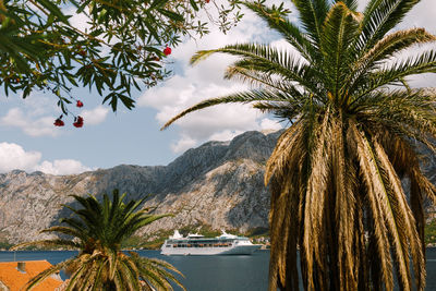 Palm trees against sky