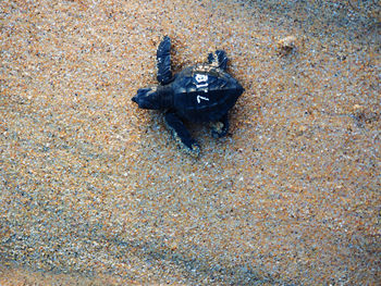 Close-up of crab on sand