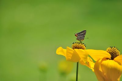 Close-up of butterfly pollinating on yellow flower