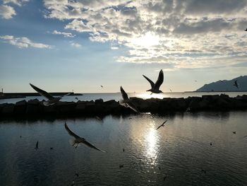 Silhouette birds flying over lake against sky