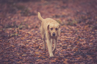 Portrait of dog