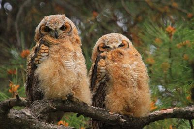 Owls on tree stump in forest