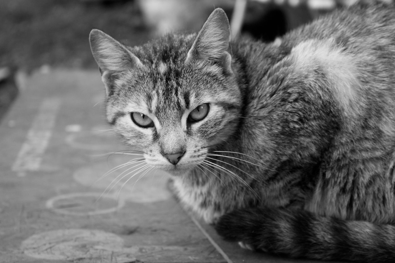 CLOSE-UP PORTRAIT OF CAT