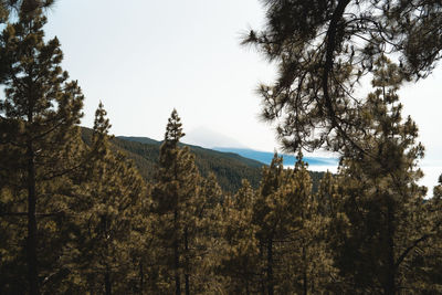 Trees in forest against sky