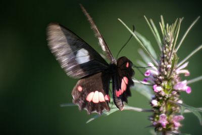 Close-up of butterfly on flower