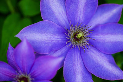 Close-up of purple flower