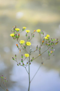 Close-up of flowers blooming on field