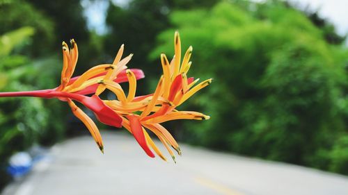 Close-up of day lily blooming outdoors