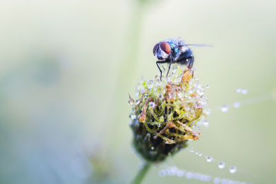 Close-up of insect on purple flower