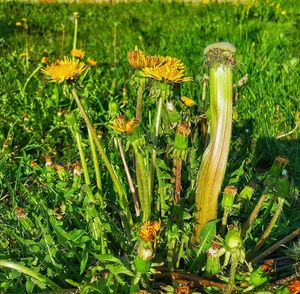 Close-up of plants growing on field