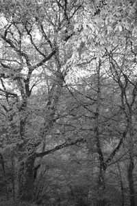 Low angle view of bare tree