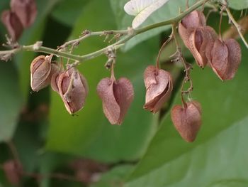 Close-up of berries growing on tree