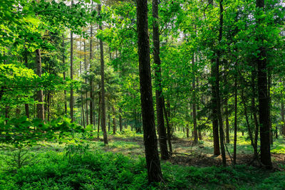 Trees in forest