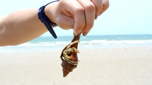 Cropped hand of woman holding hermit crab at beach