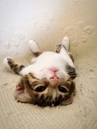 Close-up portrait of cat lying on bed at home