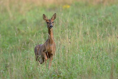 A roe deer in the tall grass