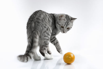 Cat looking away against white background