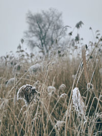 Close-up of dried plant on snowy field against sky