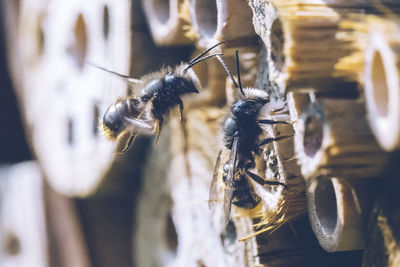 Close-up of bees