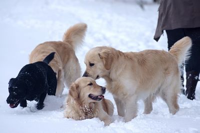 Dogs on snow