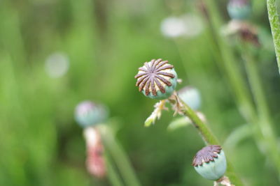 Close-up of pink flower growing on land