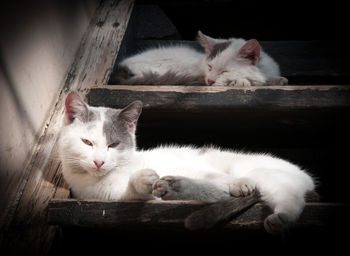 Cats sleeping