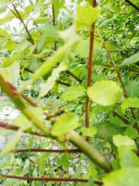 Close-up of fresh green plants