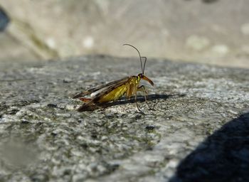 Close-up of insect