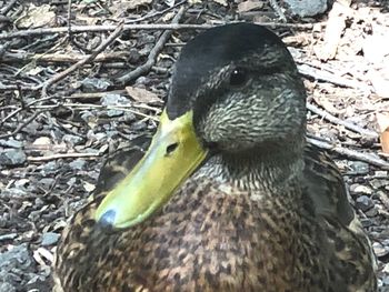 High angle view of mallard duck on field