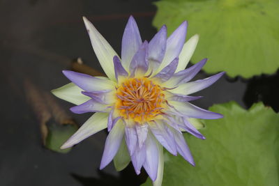 Close-up of purple flower