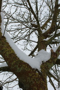 Low angle view of frozen bare tree against sky