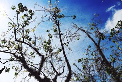 Low angle view of tree against sky