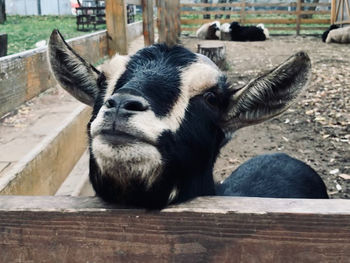 Close-up of goat in pen