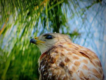 Close-up of a bird looking away