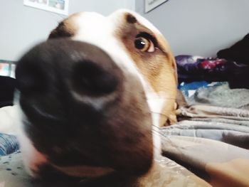 Close-up portrait of dog at home